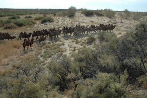 古尔班通古特沙漠是最大的天然野生动物园_编辑.jpg