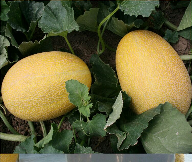 金皇后甜瓜2016年.jpg