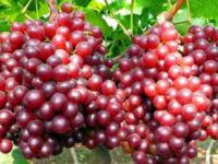 沙澧春天生态园