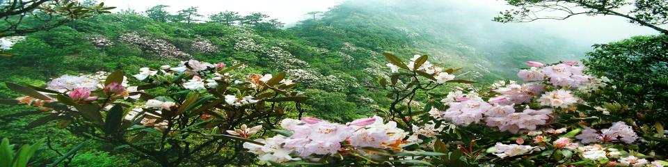 松阳箬寮原始林景区