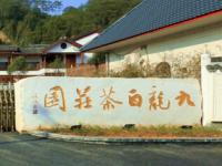 九龙白茶庄园