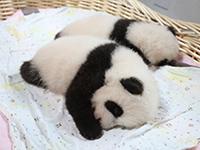 上海野生动物园